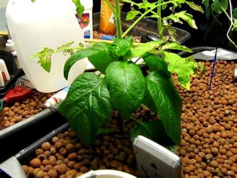 Sump basins, which can be purchased at home centers, are most often made of plastic or fiberglass. Indoor Basement Hydroponics Aquaponics growing update ...