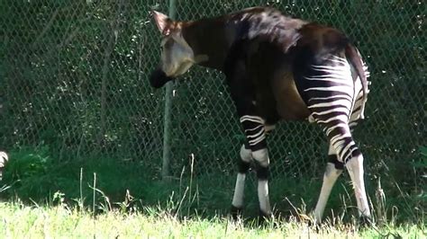 Okapi Taking Walk At Denver Zoo Youtube