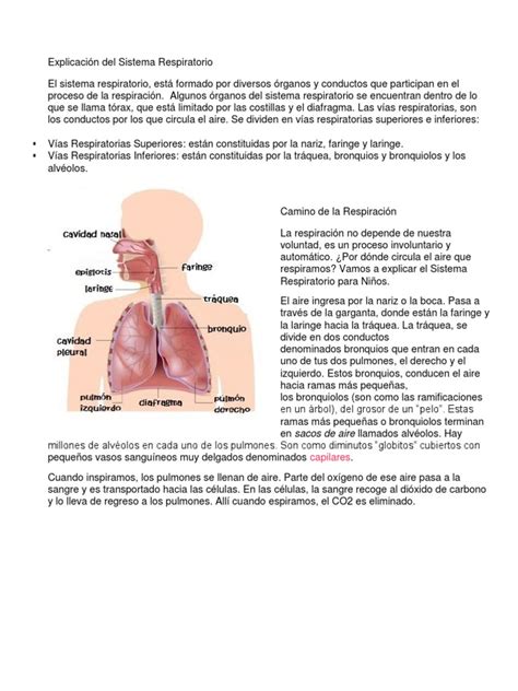 Explicación Del Sistema Respiratorio Pdf Sistema Respiratorio Pulmón