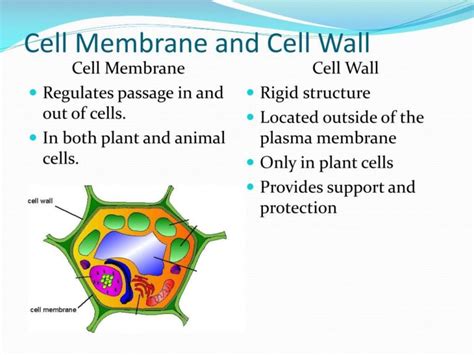 11 Interesting Difference Between Cell Wall And Cell Membrane Core