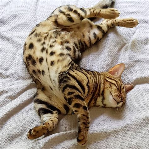 15 Fascinating Facts About Bengal Cats Page 2 Of 3 Petpress