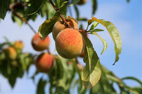 Find The Right Fruit Tree For Your Growing Zone