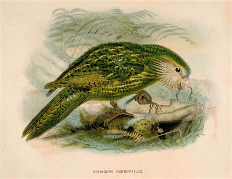 Kakapo Or Owl Parrot From Bullers Birds Of Nz New Zealand Fine Prints