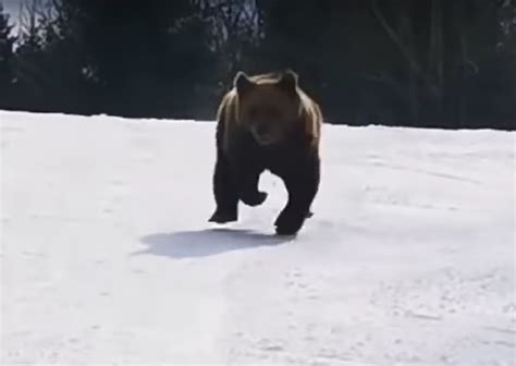 Video Another Brown Bear Chasing Romanian Skiers