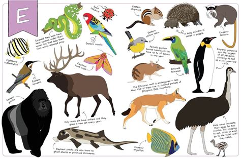 The Ultimate Animal Alphabet Book By Jennifer Cossins Books