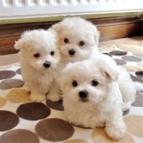 Adorable Teacup Maltese Puppies For Adoption 1616 606 0359