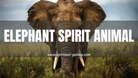 Elephant Spirit Animal Meaning Symbolism And Dreams Spiritual