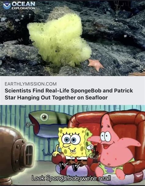 Ocean Explorations Scientists Find Real Life Spongebob And Patrick