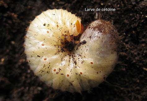 Des Insectes Auxiliaires Du Jardinier Pour Un Jardin Au Naturel