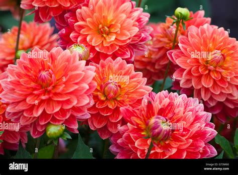 Dark Red Dahlia Hi Res Stock Photography And Images Alamy