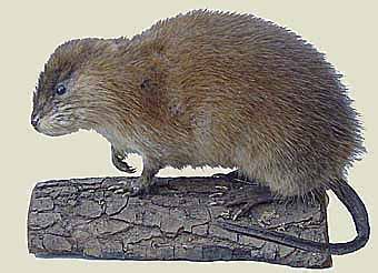 345 likes · 2 talking about this. RE: Was schwimmt in meinem Teich? - Gartenforum