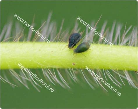 http://www.horticultorul.ro/insecte-boli-daunatori-fungicide-insecticide-ingrasaminte-pesticide/paduchele-capsunului-afide/