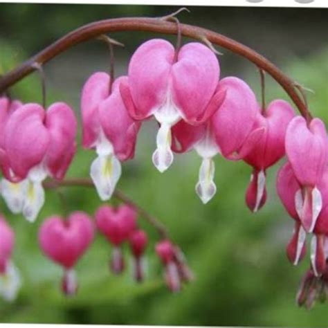 Deskripsi air mata pengantin (antigonon leptopus) adalah tumbuhan memanjat (liana) anggota suku polygonaceae yang berasal dari amerika tengah. Bunga air mata pengantin | Shopee Indonesia