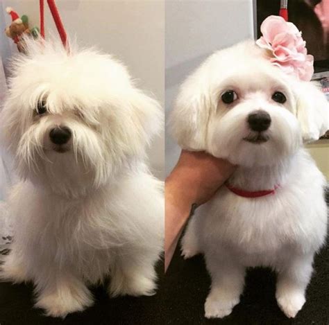 30 Best Maltese Haircuts For Dog Lovers Page 5 Of 8 The Paws In