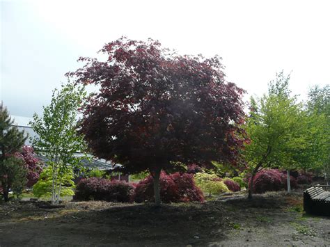 Whether you want instant impact with a mature tree or prefer to see it grow, we offer a huge range of ornamental trees for every budget. Laceleaf Japanese Maple Trees available in Washington State