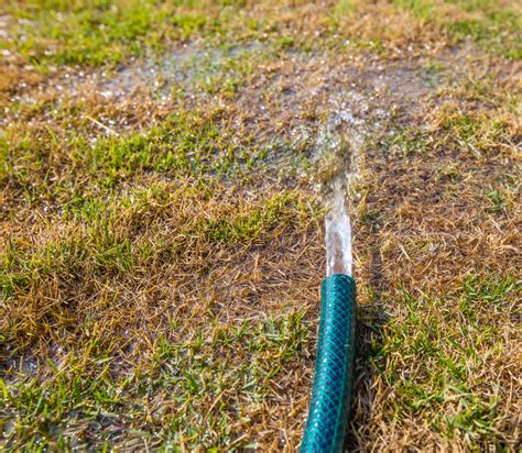 Learn which pest control company in los angeles is best for you and your family. 3 Wet Weather Lawn Issues & How to Prevent Them