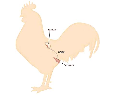 Chicken Reproduction A Roosters System Backyard Poultry