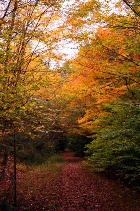 Autumn Leaves Hiking Trail Forest Foliage Autumn Fall Nature Pictures