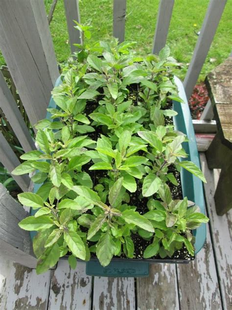 Holy Basil Plants Are Patiently Waiting For Us To Prepare The Bed