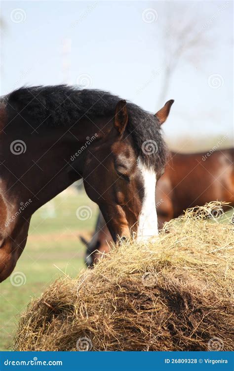 Bay Horse Eating Dry Hay Stock Photo Image Of Field 26809328