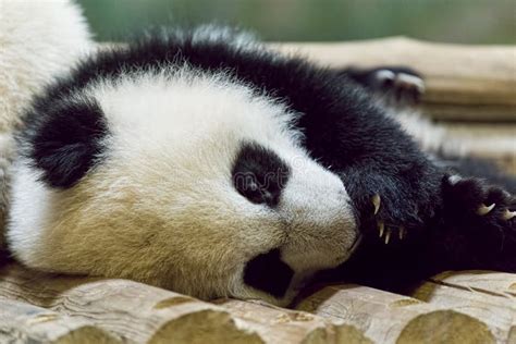 Sleeping Giant Panda Baby Stock Image Image Of Panda 24708677