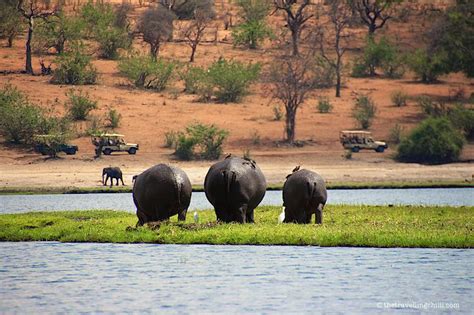 Chobe National Park Bostwana Chobe National Park