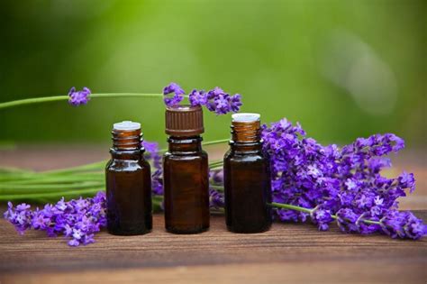 Lavender Essential Oil Benefits And Uses Dino System
