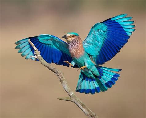 The Colorful Lilac Breasted Roller Or Coracias Caudatus Is A Member Of
