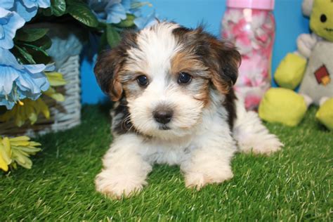 Yorkie Poo Puppies For Sale Long Island Puppies