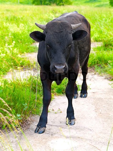 Young Bull On Green Meadow Stock Photo Colourbox