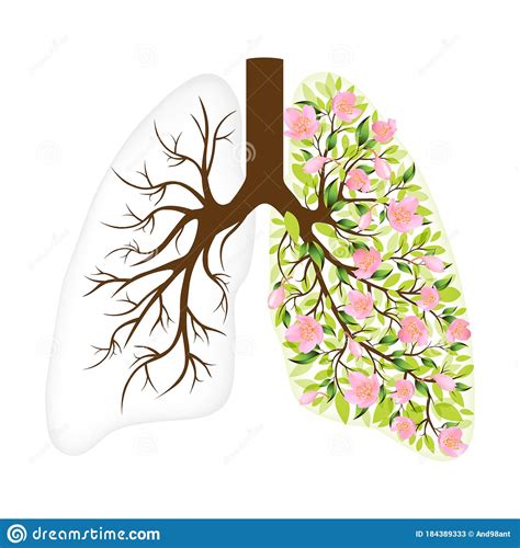 670human Lungs Respiratory System Healthy Lungs Stock