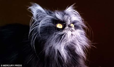 Cat Has Rare Werewolf Syndrome Which Causes Its Hair To