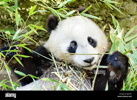 A Cute Adorable Lazy Baby Giant Panda Bear Eating Bamboo The