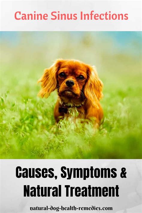 Canine Sinus Infection Symptoms Causes And Natural Home Treatment