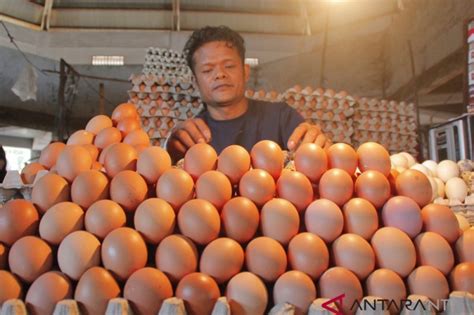 Itik serati merupakan jenis itik penghasil daging ini, telah diproduksi secara komersial di beberapa negara asia seperti di taiwan dan lain sebagainya. Harga telur ayam melonjak naik menjadi Rp55.000/rak ...