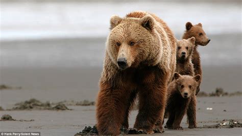 Grizzly Bear Shields Her Triplet Cubs From The Wind And