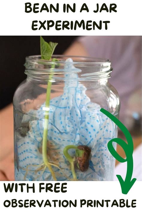 A Simple Science Experiment For Kids To Learn About Germination Of A