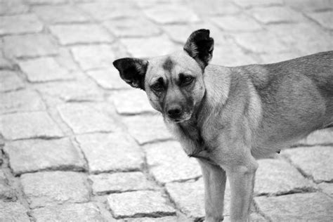 Dog On The Streets Free Photo Download Freeimages