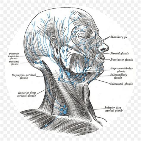 Superficial Cervical Lymph Nodes Lymphatic System Head And Neck Anatomy