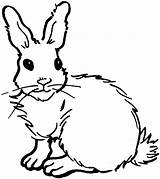 Rabbit Coloring Printable sketch template