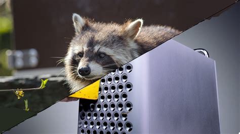 Raccoon X Cheese Grater YouTube
