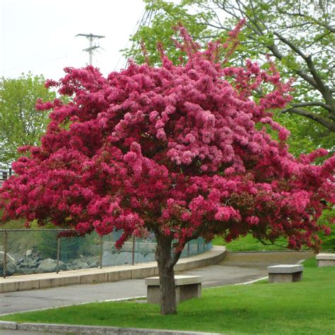 They can be low maintenance and versatile landscape plants, often with more than one season of interest. Malus floribunda | Japanese Flowering Crab Apple Tree ...