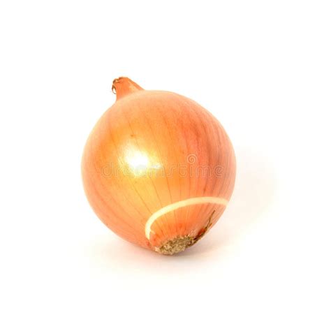 Entire Onion With Peel Isolated On White Stock Photo - Image of natural, entire: 12787778