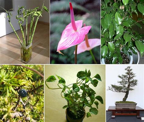 These types of plants use special structures called tendrils to climb. IN PICS: Now, plants for your personality types! - Rediff ...