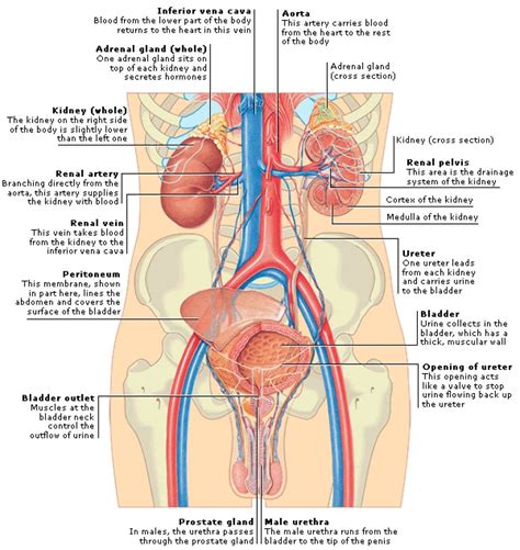 Abdominal regions and quadrants to promote clear communication, for instance about the location of a patient's abdominal pain or a suspicious mass, health care providers typically divide up the cavity into either nine regions or four quadrants (figure 1.16). Anatomy Quadrants - Illustration Of Abdominal Quadrants Stock Photo Alamy / Anatomy quadrants ...
