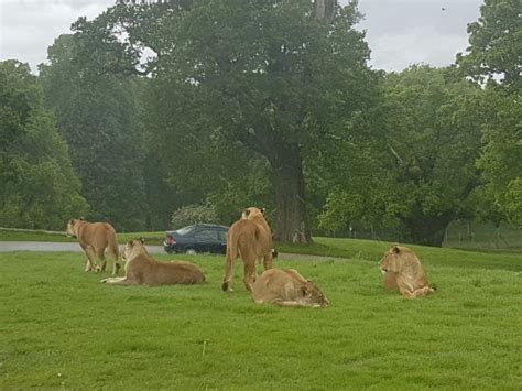 Choose general admission tickets or safari journey packages • unlimited access • combo offers • flexible hours. Woburn Safari Park May 2017 - Picture of Woburn Safari ...