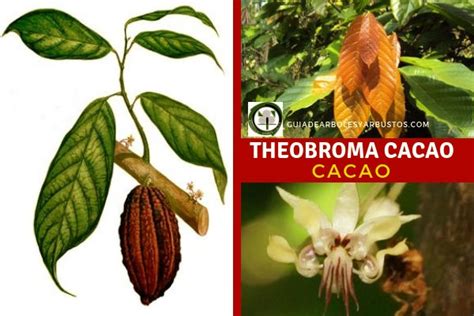 Gu A De Rboles Y Arbustos De Los Bosques Comestibles Cacao Theobroma