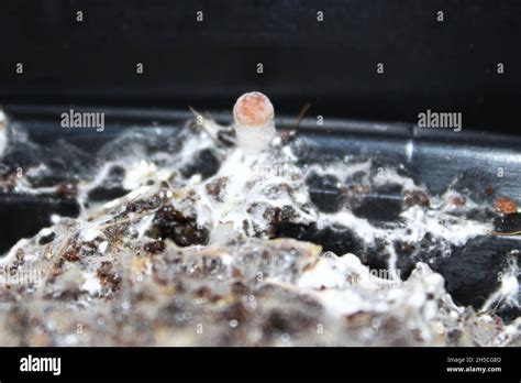 A Tiny Mushroom Grows Fruiting From Mycelium Stock Photo Alamy