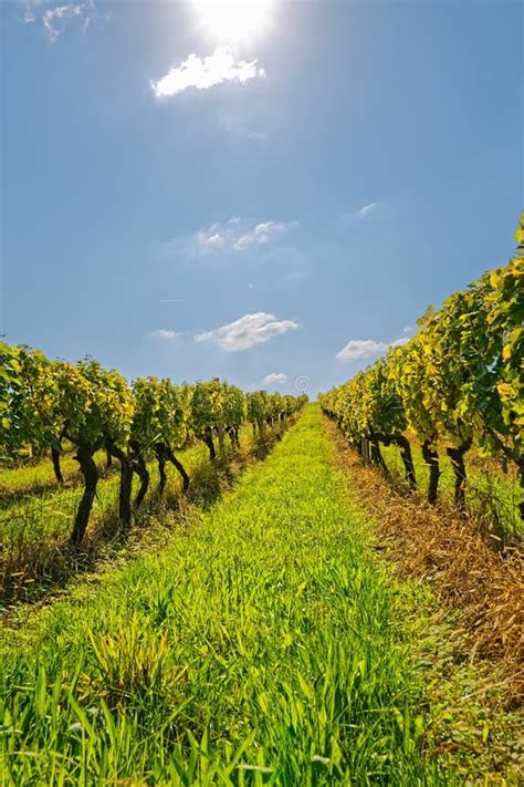 Vineyard At Sunny Day Stock Image Image Of Clouds Famous 104510301