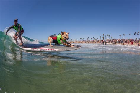 Surf City Surf Dog To Bring Worlds Best Dog Surfurs To Huntington